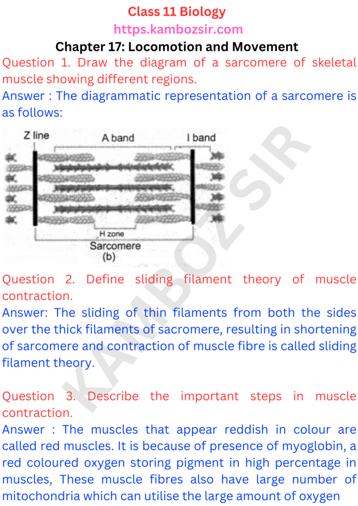 Class 11th Biology Chapter 17 Locomotion and Movement Solution