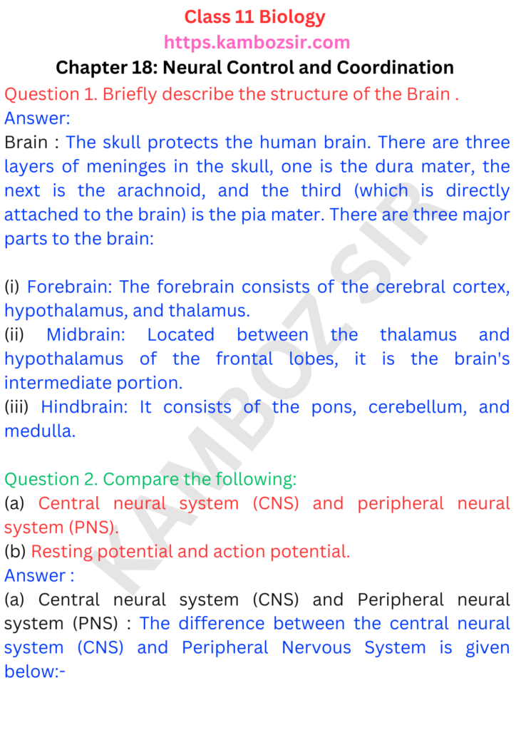 Class 11th Biology Chapter 18 Neural Control and Coordination Solution