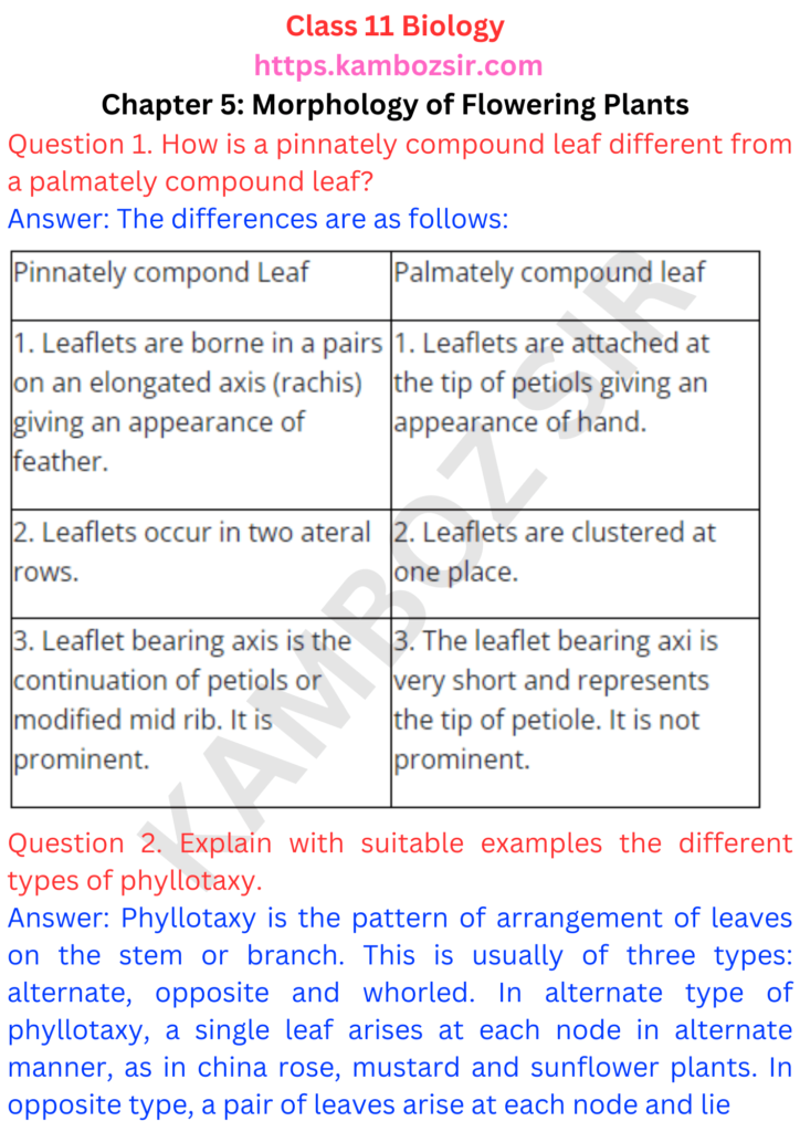 Class 11th Biology Chapter 5 Morphology of Flowering Plants Solution