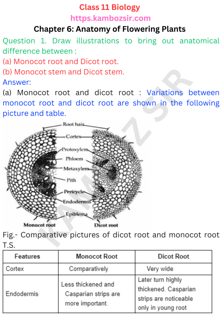 Class 11th Biology Chapter 6 Anatomy of Flowering Plants Solution