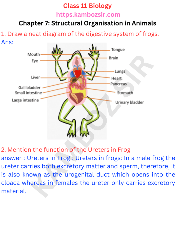 Class 11th Biology Chapter 7 Structural Organisation in Animals Solution