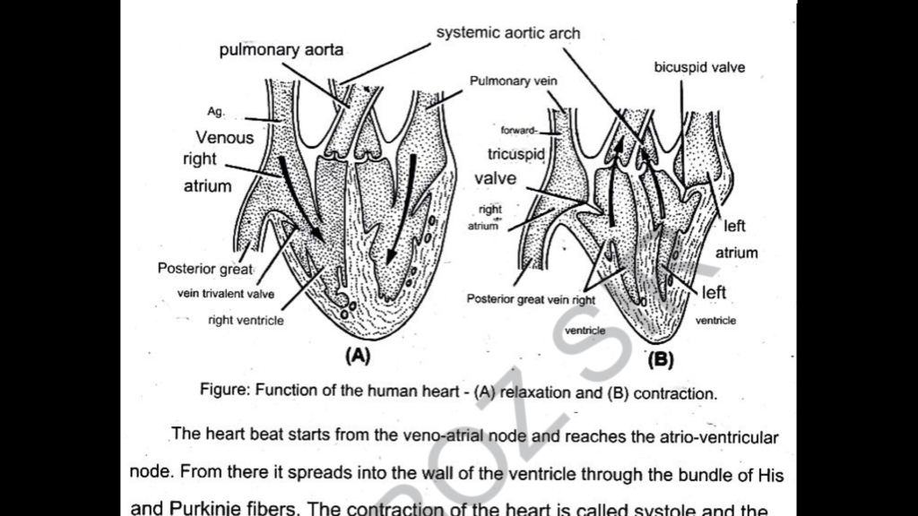 Class 10 Science Long Important Questions Board Paper 2024 kamboz sir